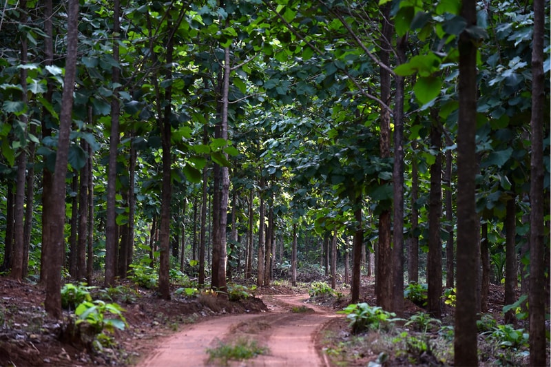 Dense rubber tree forest with a dirt winding path flanked by tall slender trunks, lush green leaves overhead, dappled sunlight, and undergrowth along the trail.