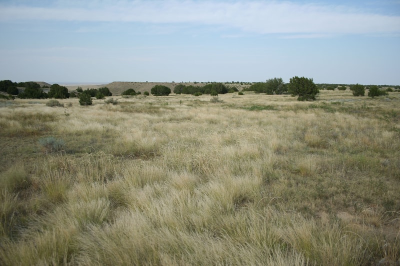 A wide, dry grassland landscape with tufts of beige-yellow grasses, scattered green shrubs and small trees, and low rolling hills under a pale blue sky.