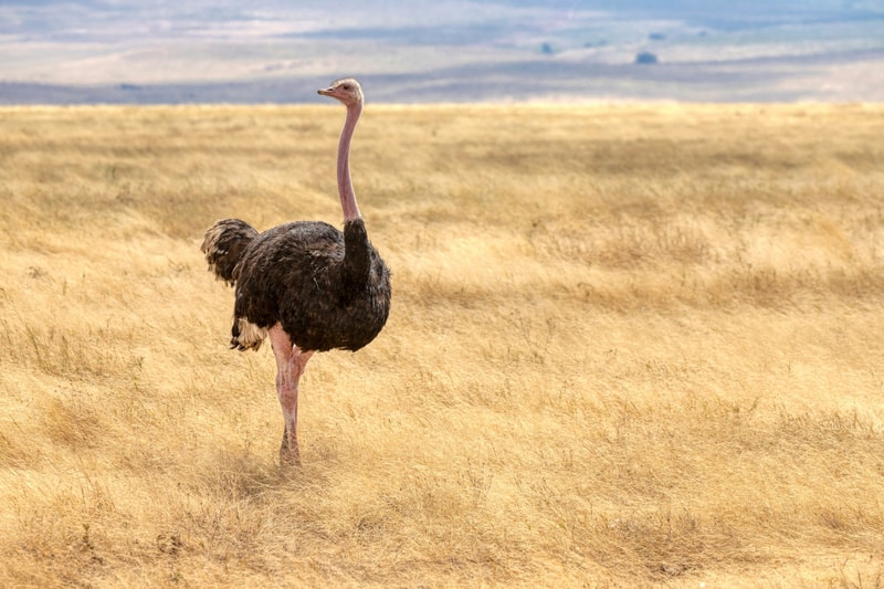 An ostrich stands in a dry golden field, head held high, long pink neck, dark plumage, and one leg visible as it balances on the grassland under a pale sky.
