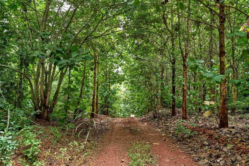 Dense green forest with a narrow dirt path winding between slim-trunked trees, leafy undergrowth, and dappled sunlight filtering through thick foliage.