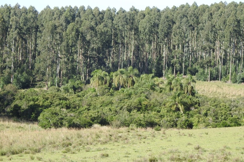 Lush landscape with a dense forest of tall trees along the horizon, a midsection of palm and shrub clusters, and a grassy, open field in the foreground.