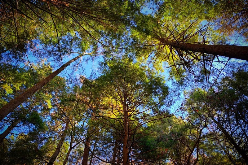 Looking up through tall trees with green and yellow leaves against a bright blue sky, branches spread skyward creating a canopy.