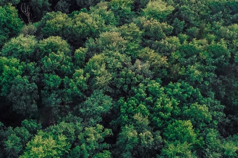 lush green forest canopy from above, dense mix of deciduous trees with varying shades of green, dappled light filtering through thick foliage