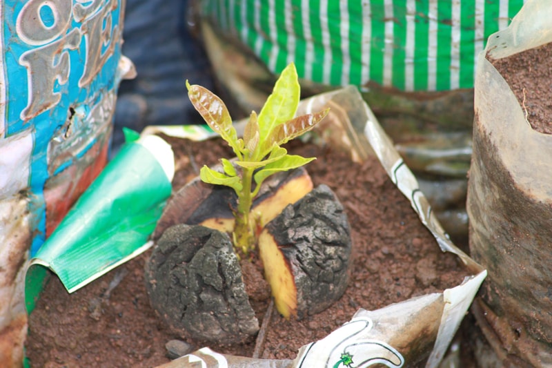 A small green seedling grows between two dark, cracked chunks of soil and a broken root, surrounded by colorful bags and gardening debris.