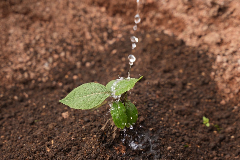 A small green seedling with two larger serrated leaves, being watered with a thin stream of water droplets splashing onto the soil and plant.