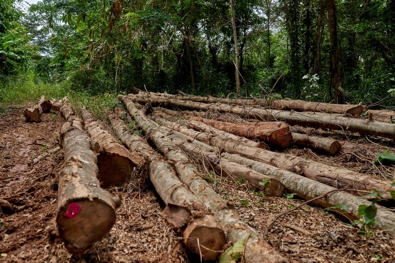 Piled logs of felled trees in a dense green forest, with cut ends showing brown wood and scattered branches on a dirt ground.