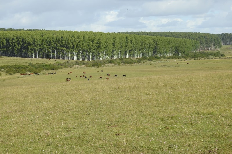 Cattle grazing in a wide open field with a dense line of tall green trees in the background under a partly cloudy sky.