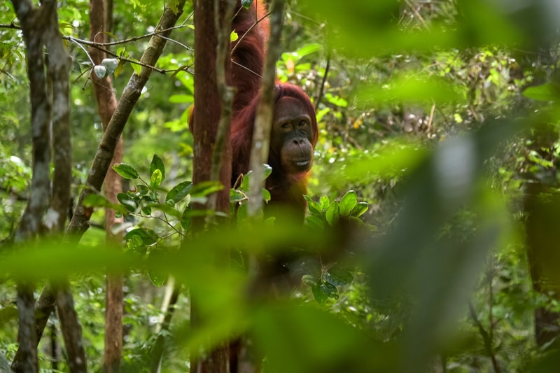 orangutan with reddish fur peeks through dense green forest while partially obscured by leaves and branches, gazing toward the camera amid lush vegetation