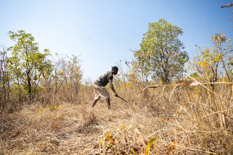 A person wearing a dark shirt and light shorts bending with a tool in a dry, grassy field among sparse trees under a clear blue sky.