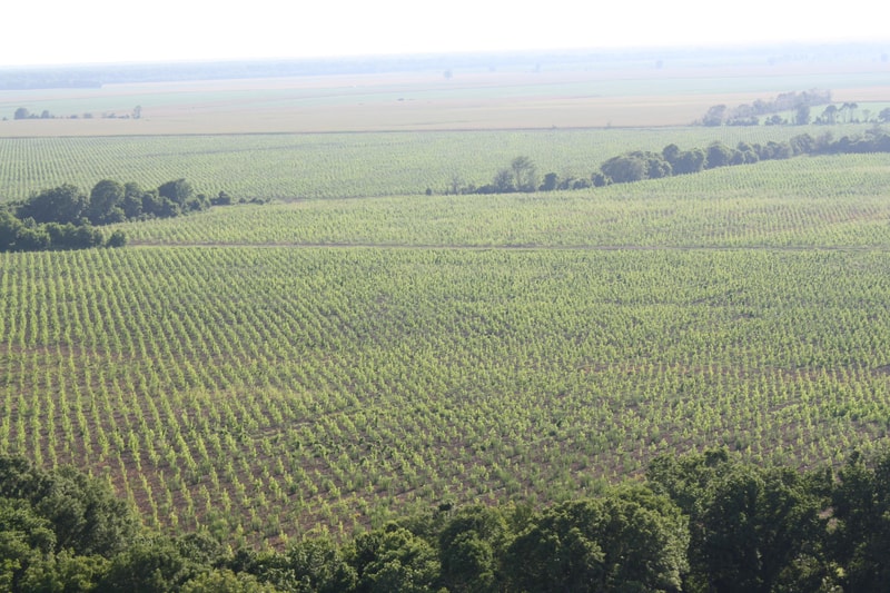Vast agricultural fields with evenly spaced rows of green crops on rolling hills, dotted with trees and distant farmland under a bright, hazy sky.