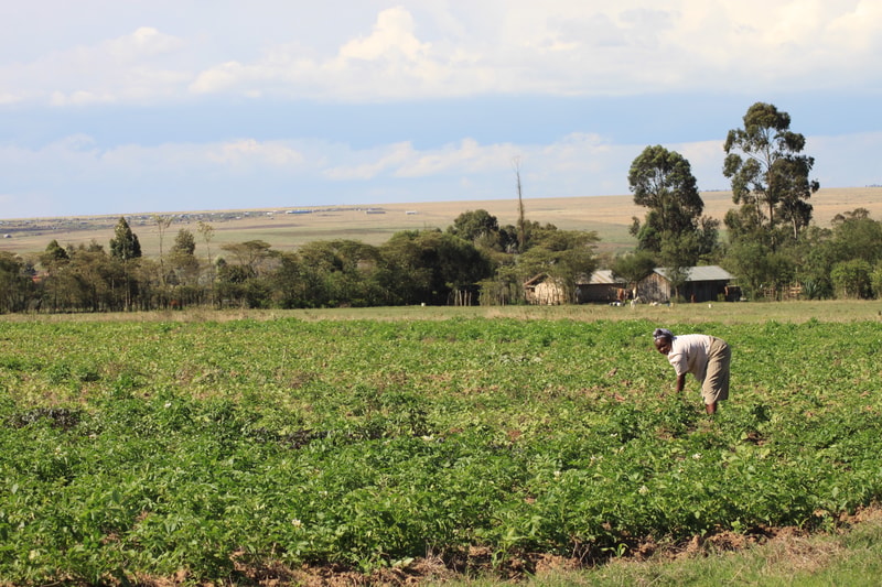 Farmland with dense green crops in foreground, a person bending to tend plants, and a rural cluster of small houses and trees on a flat horizon under a cloudy sky.