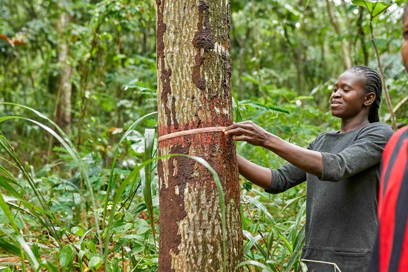 Two people in a lush forest wrapping a tree trunk with a pink strap, as one person smiles and holds the strap around the bark.