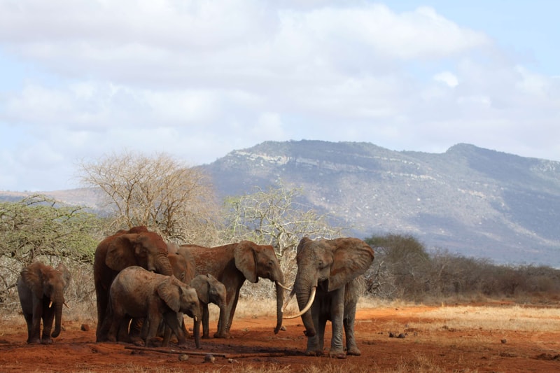 A herd of elephants, including adults and calves, standing on red dirt with leafless trees and distant hills under a cloudy blue sky.