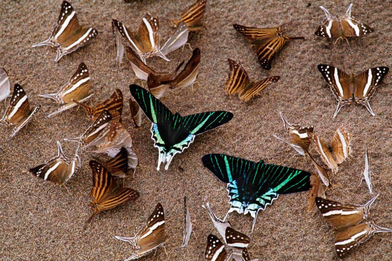 A group of butterflies on a sandy surface, featuring two striking blue-green swallowtails with outlined white markings surrounded by numerous brown and tan striped butterflies.