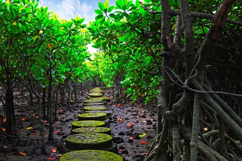 Dense mangrove walkway with stepping stones through vibrant green foliage, thick intertwining roots, dark muddy ground, and scattered fallen leaves along a sunlit path.