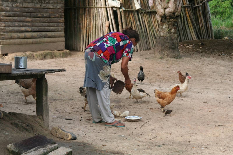 A person wearing a colorful patchwork shirt and light pants bends over to feed brown and white chickens in a rural dirt yard with wooden structures in the background.