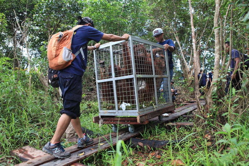 People push a metal cage on a wooden cart along a narrow track through dense, green forest; several individuals assist, some carrying backpacks.
