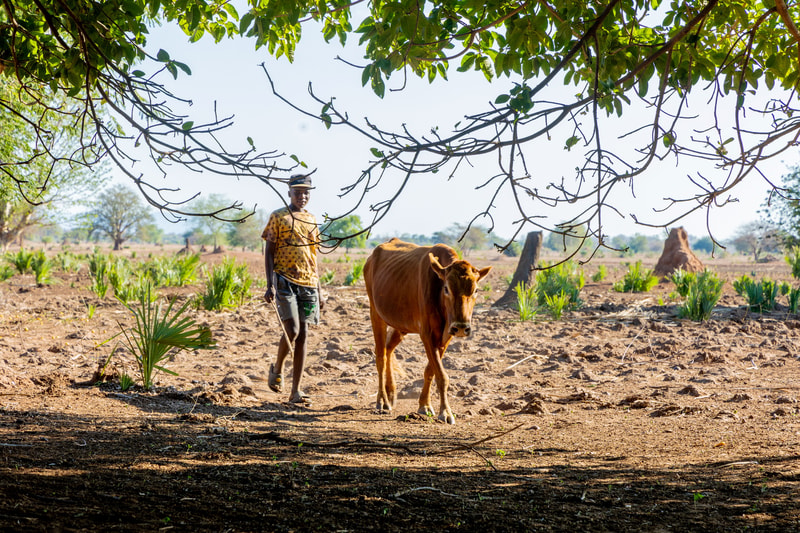 Ecopreneur Movement Miombo Zambia child with cow