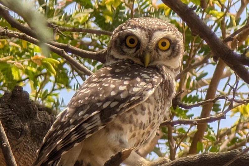 Northern spotted owl perched on branch, facing camera with bright yellow eyes, mottled brown and white plumage, surrounded by green leaves and branches
