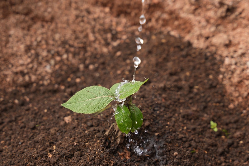 Small seedling with green leaves being watered, droplets splashing off the leaves as a fine stream hits the plant, soil dark and clumpy in the background.