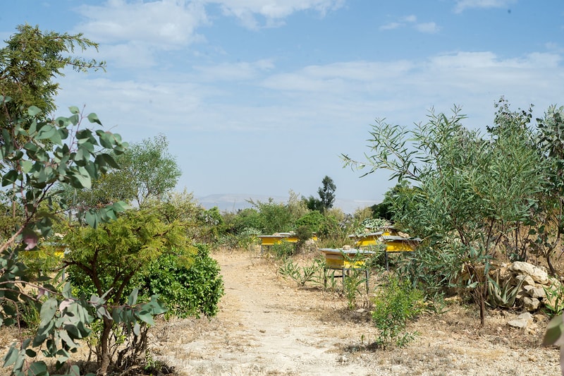 Outdoor garden path with scattered trees and shrubs, yellow beehive boxes on benches, dry earth, distant hills under a blue sky with light clouds.