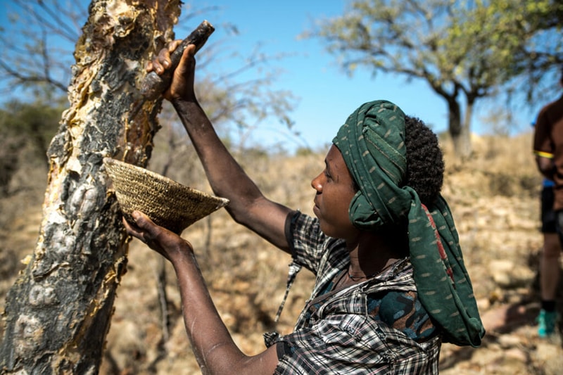 A person wearing a green headscarf and plaid shirt gathers honey from a beehive on a tree, holding a woven basket while standing in a sunny, arid landscape.