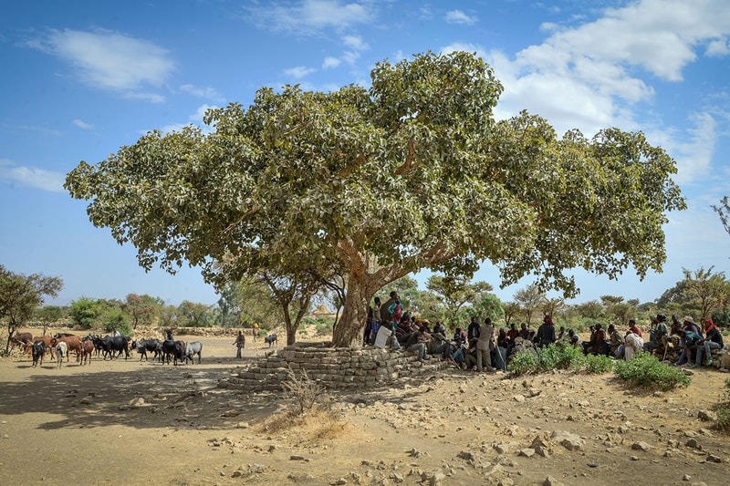 People gather under a large shade tree with a stone seating area, while a herd of goats or cattle stands nearby in a dry, open landscape under a blue sky.