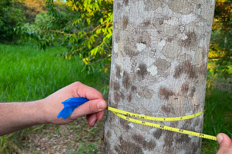Person measuring a tree trunk with a yellow measuring tape, green grass and foliage in background, blue balloon tied to the tape near the left hand.