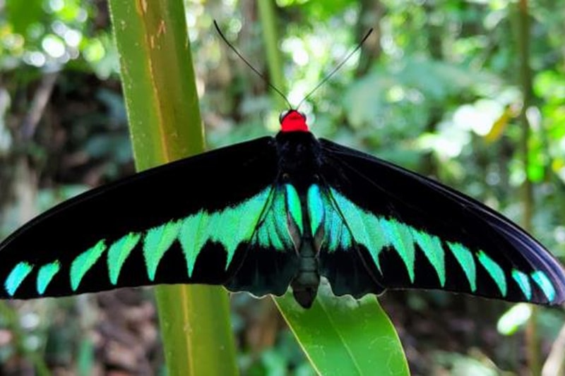 Multi-colored moth with iridescent green and turquoise wing patterns on a black body, red head, perched on a green bamboo-like stem in a lush leafy background.