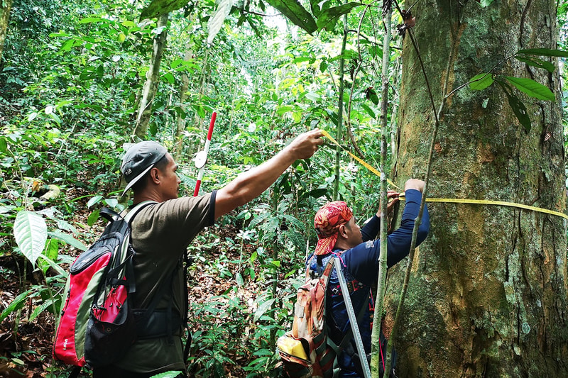 Two hikers measure a tall tree with a measuring tape in dense jungle; one wears a cap and red backpack, the other adjusts vines and uses a yellow strap.