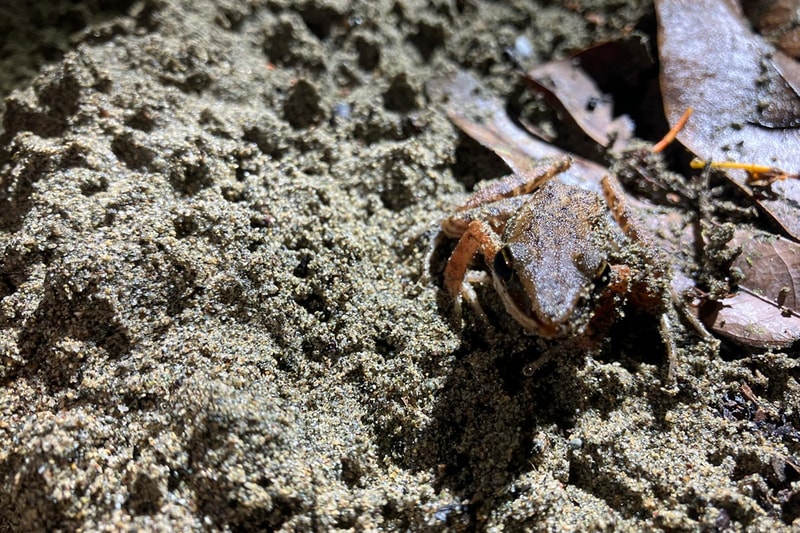 A small brown crab on sandy, damp ground near scattered dried leaves and twigs, with textured granulated sand covering parts of its shell.