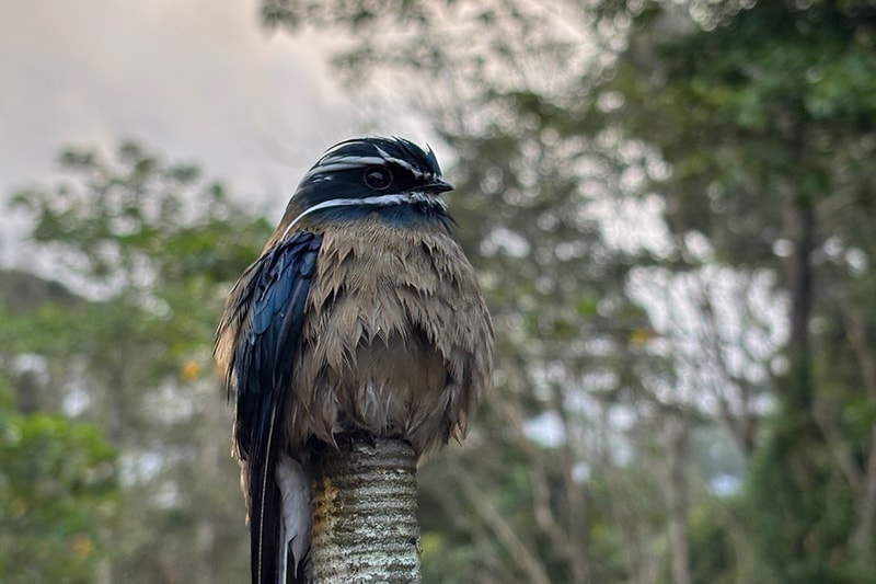 A small, long-tailed bird with brown and blue feathers perched on a textured tree branch, dark mask around the eyes, and a blurred green forest background.