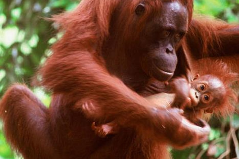 orangutan mother cradling and grooming a young orangutan, both with reddish-brown fur, in a lush green forest setting with blurred foliage in the background