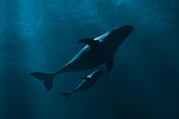 Two large whales swim in deep blue ocean, with a smaller whale alongside, illuminated by sunlight filtering from above.