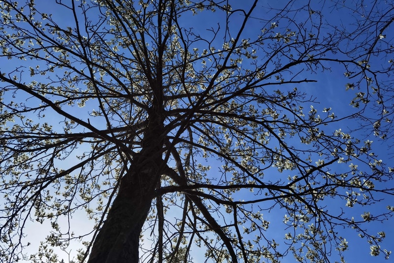 A low-angle view of a tree trunk and numerous branching limbs with small white blossoms against a clear bright blue sky.