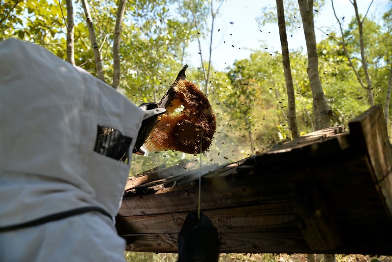 Beekeeper in protective white suit holds a honeycomb frame over a hive, bees swarm around, wooden hive box and leafy trees in a sunlit outdoor apiary.