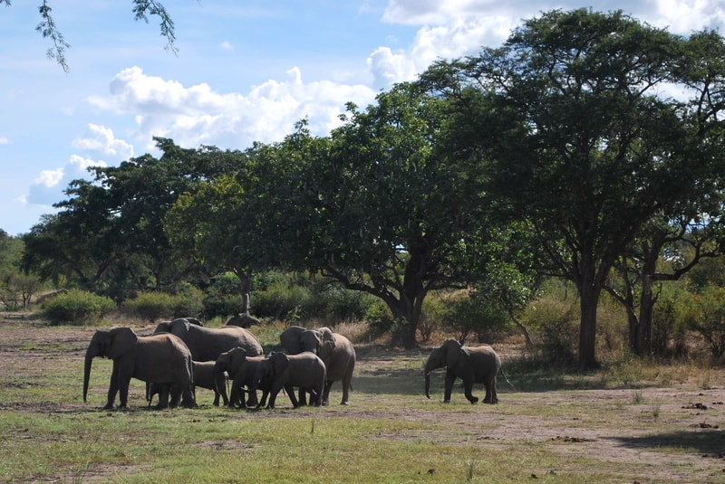 herd of elephants including calves gathered near a grassy clearing under shaded trees in a savanna landscape with blue sky and scattered clouds
