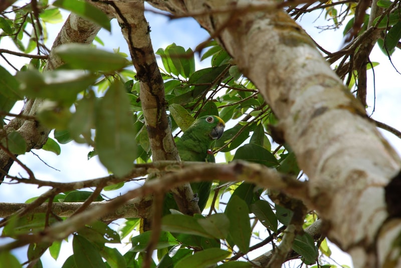 Bright green parrot with a yellow forehead perched among tree branches and dense leaves, looking outward with dark beak amid mottled bark and sunlight.