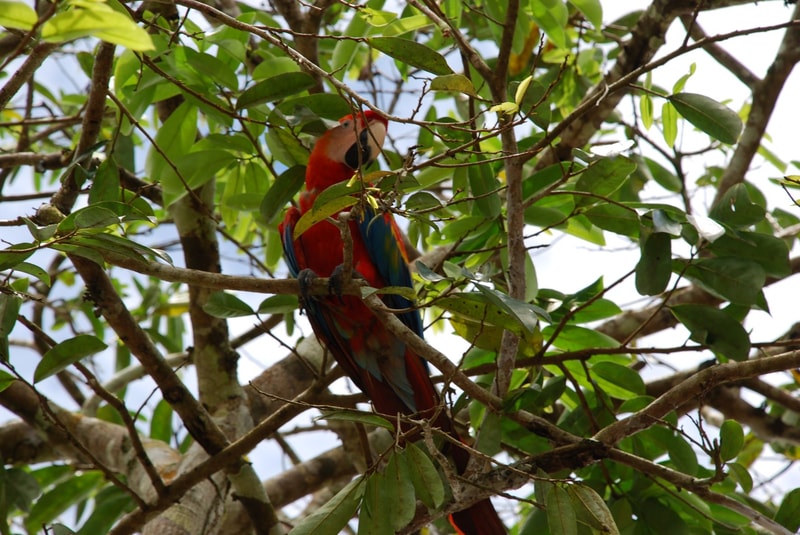 Colorful parrot perched among green leaves and branches, vibrant red plumage with blue and yellow wing accents, facing the camera from within a dense tree canopy.