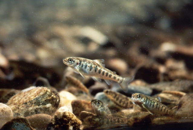 Small spotted fish swimming above a rocky riverbed, with several others nearby; clear water and pebbles create a natural underwater scene.