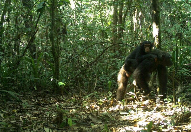 A chimpanzee in a dense jungle clearing, standing on the forest floor among leaves and vines, with another chimp nearby, surrounded by green foliage.