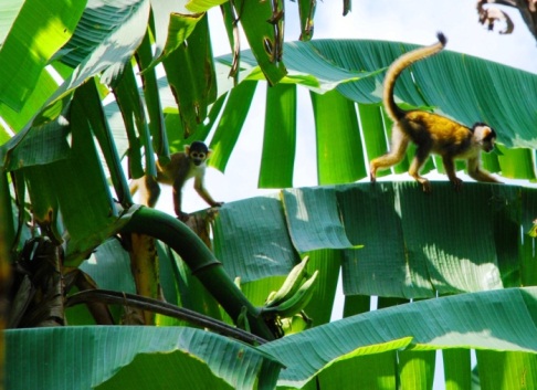 Two small monkeys roam among large green banana leaves, one perched on a leaf edge and the other mid-stride along a stem, with bright daylight through the foliage.