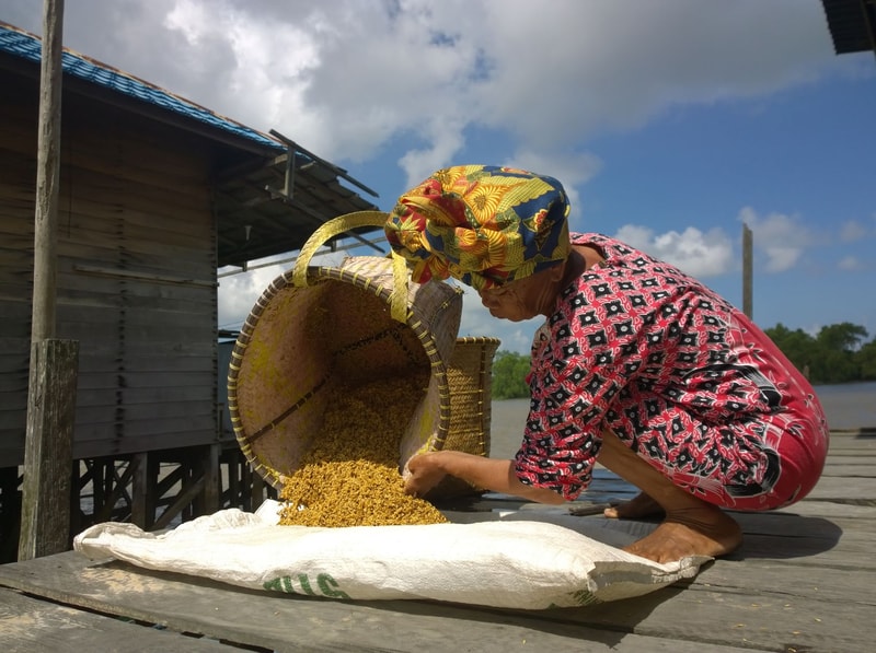 An elderly person wearing a colorful headscarf and patterned clothing pours golden grains from a woven basket into a white sack on a wooden dock by water.