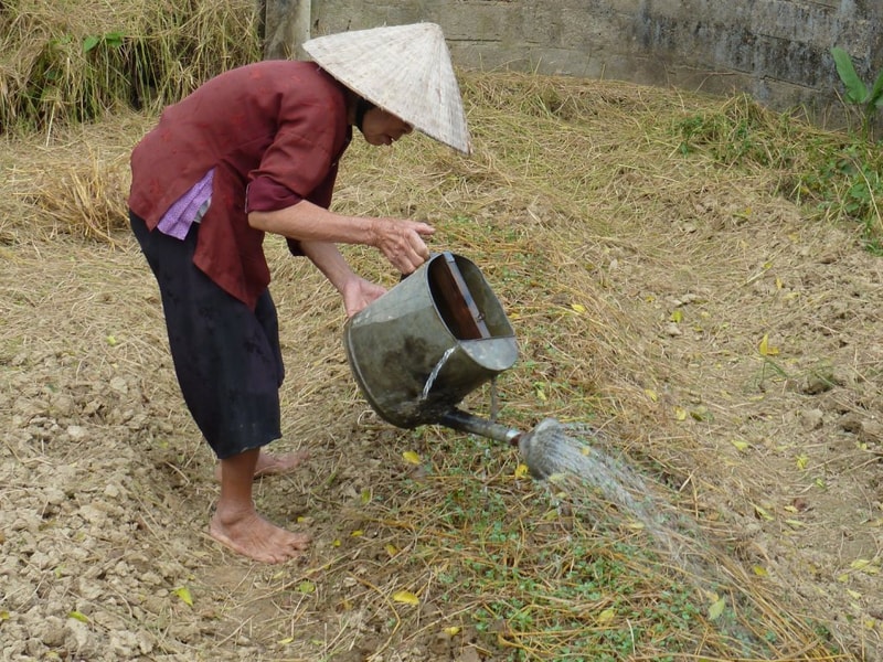 An elderly person wearing a conical hat and red shirt waters a small, leafy patch of dry soil with a metal watering can, bending over barefoot in a rural yard.