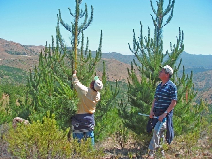 Two people pruning tall pine trees on a hillside: one reaching up to trim branches while the other stands nearby, holding a tool and looking up at the trees against a mountainous landscape.
