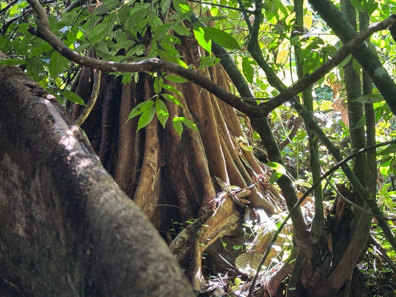 Dense jungle scene with large tree roots and trunks intertwined, bright green leaves overhead, dappled sunlight, and vines wrapping around mossy branches.