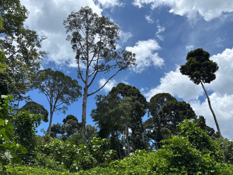 Tall, sparse trees stretch toward a bright blue sky scattered with white clouds, with dense green undergrowth and leafy shrubs in the foreground.