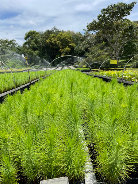 Rows of bright green ornamental grasses in containers at a nursery, with metal rails, yellow tags, and a curved trellis in the background under a partly cloudy sky.