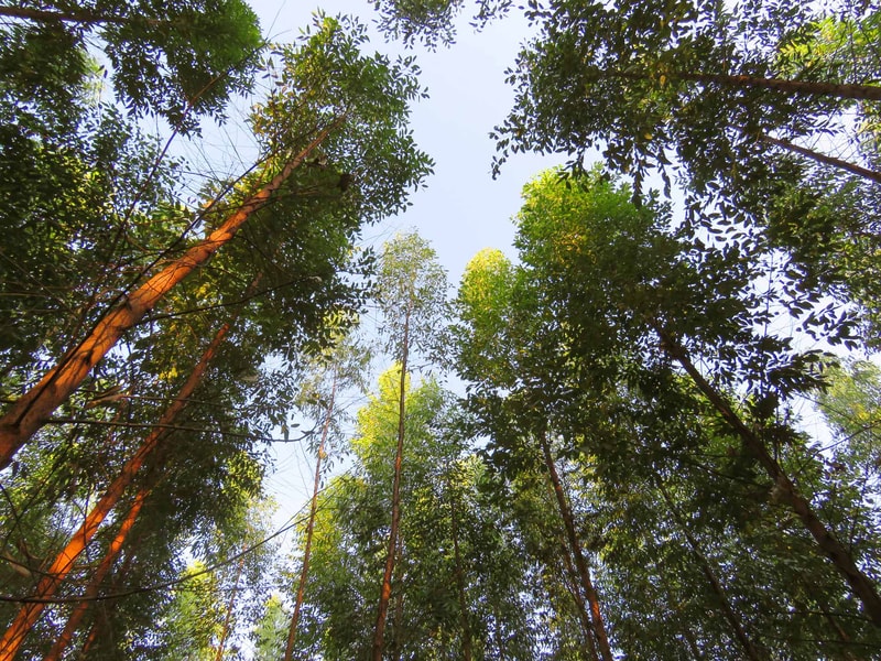 View upward through tall trees with green canopy and blue sky visible between branches and leaves, sunlight filtering onto reddish tree trunks.