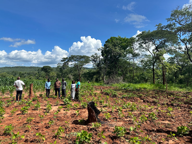 Group of people standing in a young sapling field under a bright blue sky with fluffy clouds, surrounded by trees and red soil.